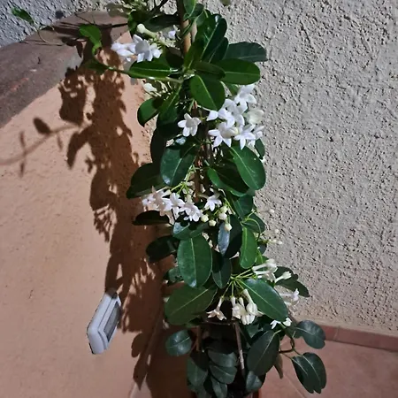 Apartamento Venus *