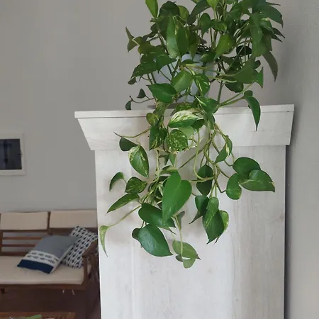Venus Apartment